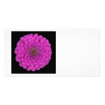 Zinnia photo cards