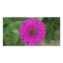 Zinnia