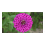 Zinnia photo cards