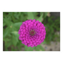 Zinnia