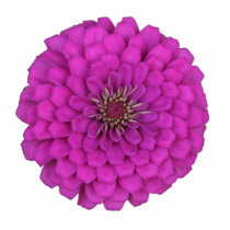 Zinnia