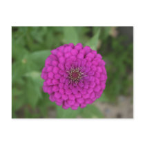 Zinnia