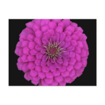 Zinnia