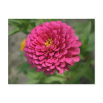 Zinnia