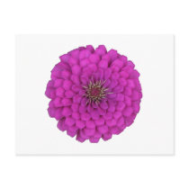 Zinnia