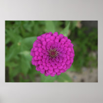 Zinnia