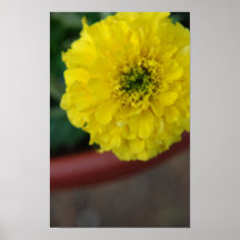 zinnia print