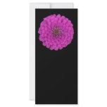 Zinnia rack cards