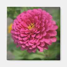 Zinnia Refrigerator Magnets