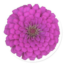 Zinnia