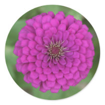 Zinnia