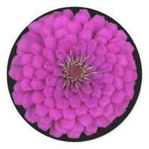 Zinnia Round Stickers