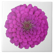 Zinnia