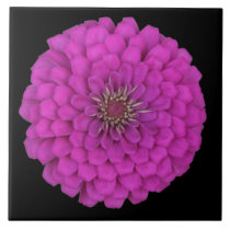 Zinnia
