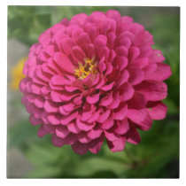 Zinnia