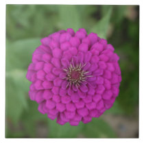 Zinnia