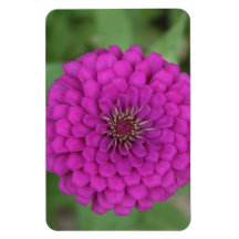 Zinnia Vinyl Magnets