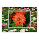Zinnias cards