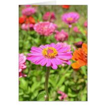Zinnias Colours Card