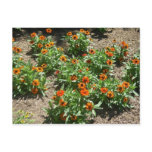Zinnias Postcard