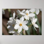 Ziva Paper White Flower Poster