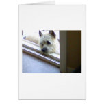 Zoe Cairn Terrier Greeting Card