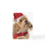 ZOE SANTA cards