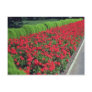 Zonal Geranium (Pelargonium Hortorum) flowe Post Cards