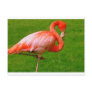 Zoo Animals