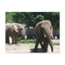 Zoo Animals Post Cards