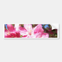 Zoomed in Crabapple Blossoms Bumper Stickers