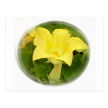 Zucchini Blossom in Swirl Post Card