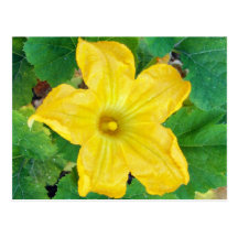 Zucchini Flower Postcard