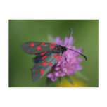 Zygaena ephialtes post cards
