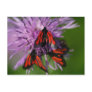 Zygaena purpuralis post cards