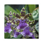 Zygopetalum Orchid Magnet