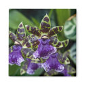Zygopetalum Orchid Magnet