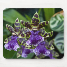 Zygopetalum Orchid Mousepad