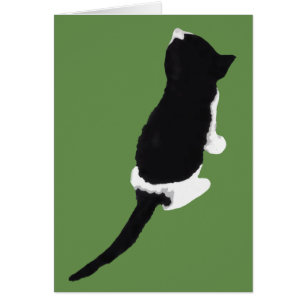 Μυξα / Myxa (a kitten from Zakynthos)