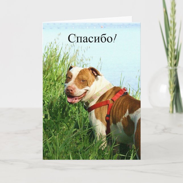 спасибо Russian Thank you Pitbull greeting card (Front)