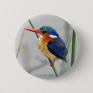 カワセミの缶バッジ 6 CM ROUND BADGE