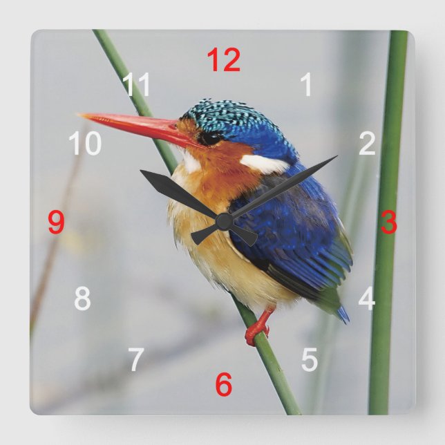 カワセミ SQUARE WALL CLOCK (Front)