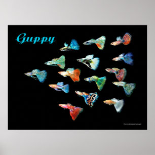 グ ピ ー ポ POSTER