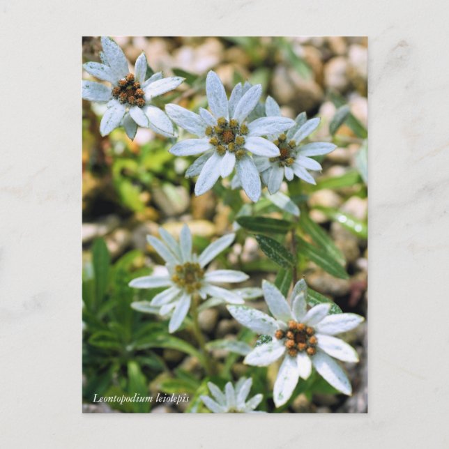 コウライウスユキソウ(高麗薄雪草)：Postcard Postcard (Front)