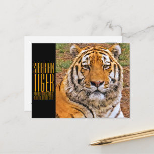 シベリアン・タイガー POSTCARD