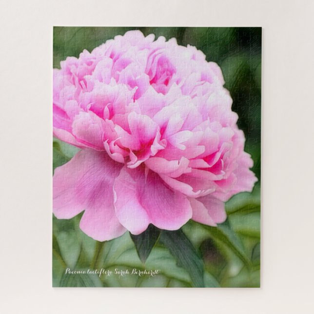 シャクヤク [花] ジグソーパズル JIGSAW PUZZLE (Vertical)