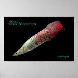 ピラルクーのポスター POSTER