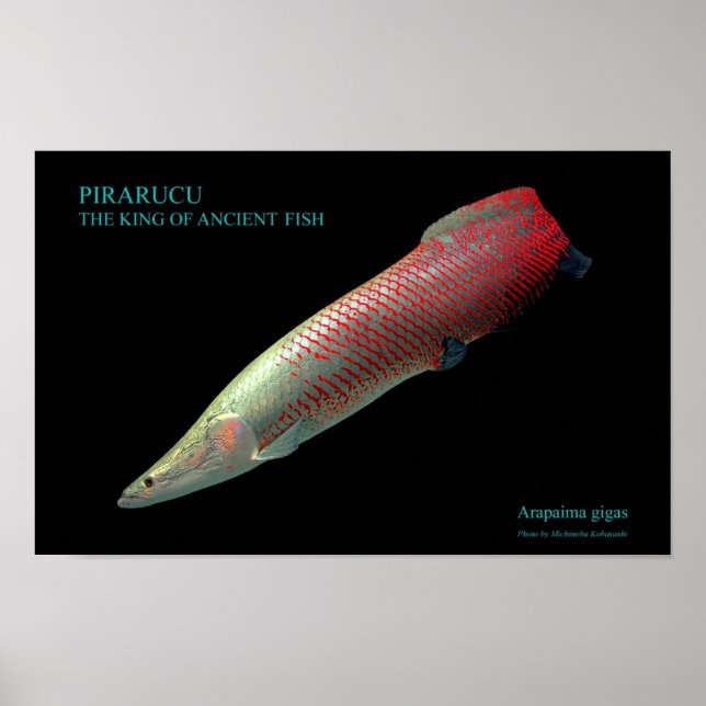 ピラルクーのポスター POSTER (Front)