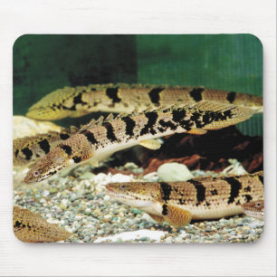 ポリプテルス・デルヘジイのマウスパッド MOUSE MAT