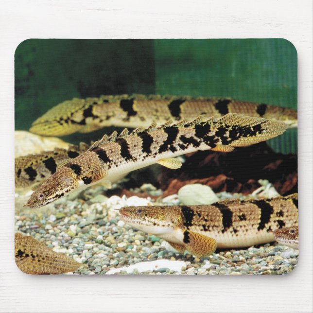 ポリプテルス・デルヘジイのマウスパッド MOUSE MAT (Front)